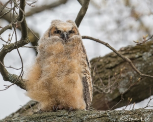 Great-Horned-Owl_850_3744