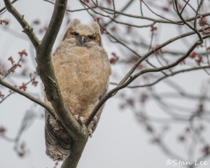 Great-Horned-Owl_850_3753