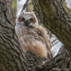 Great-Horned-Owl_850_3777