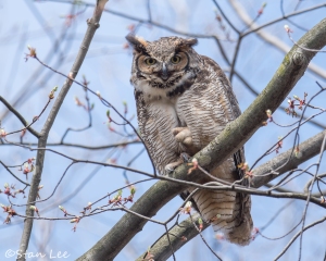 Great-Horned-Owl_850_4007