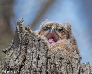 Great-Horned-Owl_850_4012