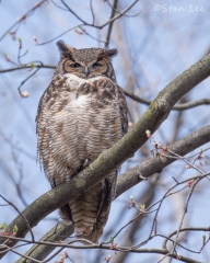 Great-Horned-Owl_850_4021