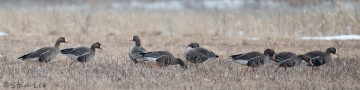 Greater White-fronted Goose_850_8555