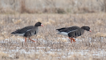 Greater White-fronted Goose_850_8561