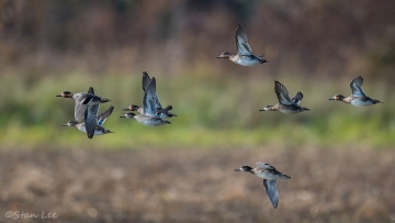 Green winged Teal_850_4123