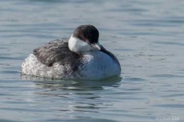 Horned Grebe_850_5604