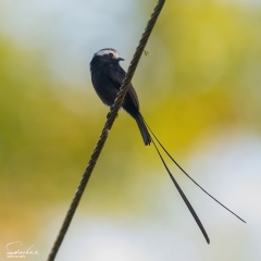 850_5882