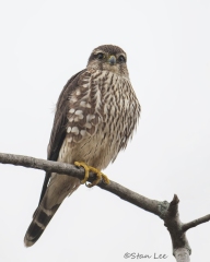 Merlin_850_5232