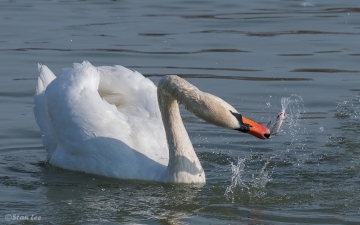 Mute Swam D58_6414