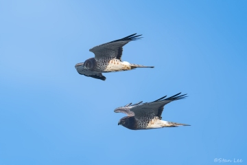 Northern Harrier_850_3131_ps