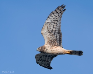 Northern Harrier_850_3349_PS