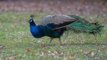 Peafowl_D5S_4390