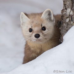 Pine Marten_D5S_0206