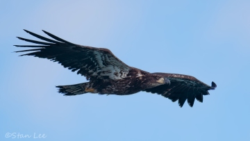 Bald Eagle_850_2157