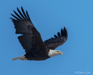 Bald Eagle_850_4109