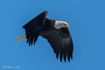 Bald Eagle_850_4116