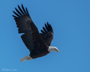 Bald Eagle_850_4117
