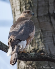 Coopers Hawk_850_0292