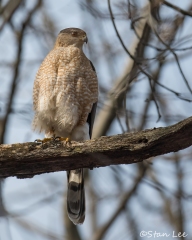 Coopers Hawk_850_0295