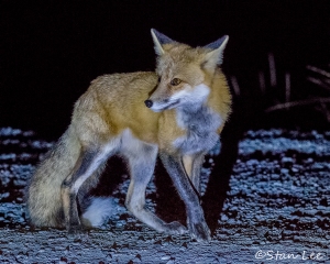 Red Fox_D5S_3652