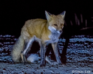 Red Fox_D5S_3654