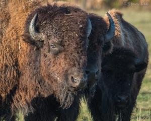 Wood Bison_D58_2385