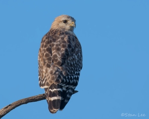 Red-shouldered-Hawk_850_1257