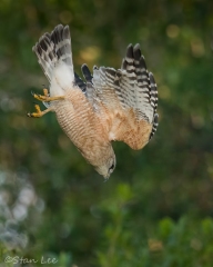 Red-shouldered-Hawk_850_1274