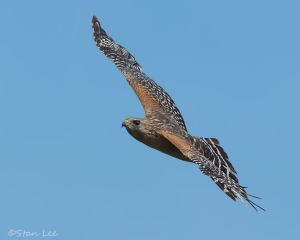 Red-shouldered-Hawk_850_4284