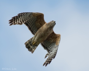Red-shouldered-Hawk_850_4291
