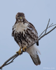 Red-tailed Haek_D58_2538