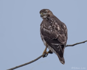 Red-tailed Haek_D58_2549