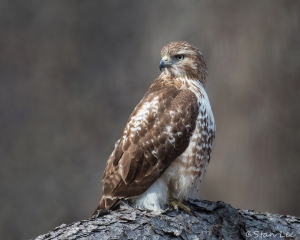 Red-tailed Hawk_850_0314