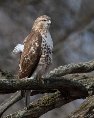 Red-tailed Hawk_850_0353