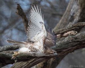 Red-tailed Hawk_850_0363