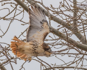 Red-tailed Hawk_D58_2716 (1)