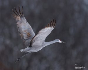 850_1301