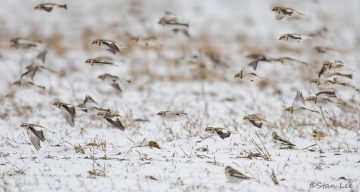 Snow Bunting_850_9513