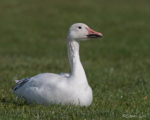 D5S_4833