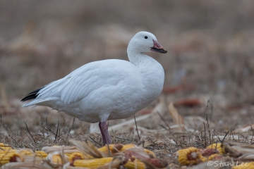 Snow Goose_850_5692