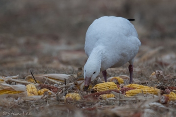 Snow Goose_850_5704