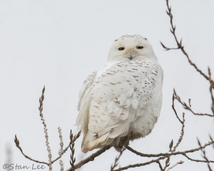 Snowy Owl_850_6071