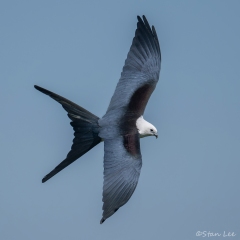 Swallow-tailed-Kite_850_8331