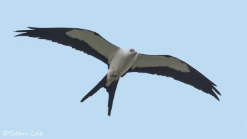 Swallow-tailed-Kite_850_9589