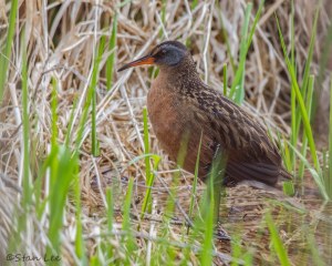 Virginia-Rail_850_6541