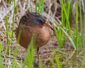 Virginia-Rail_850_6551