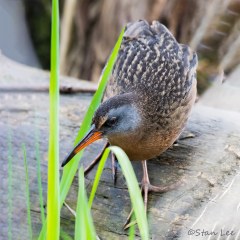Virginia-Rail_850_6556_PS