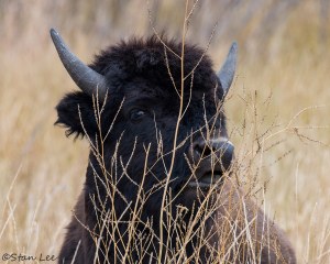 Wood Bison_D5S_1420