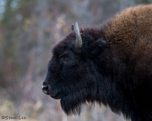 Wood Bison_D5S_1448