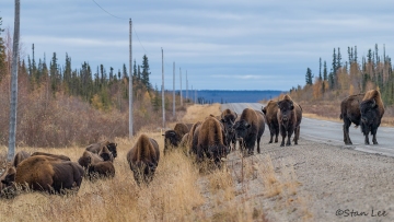 Wood Bison_D5S_1453
